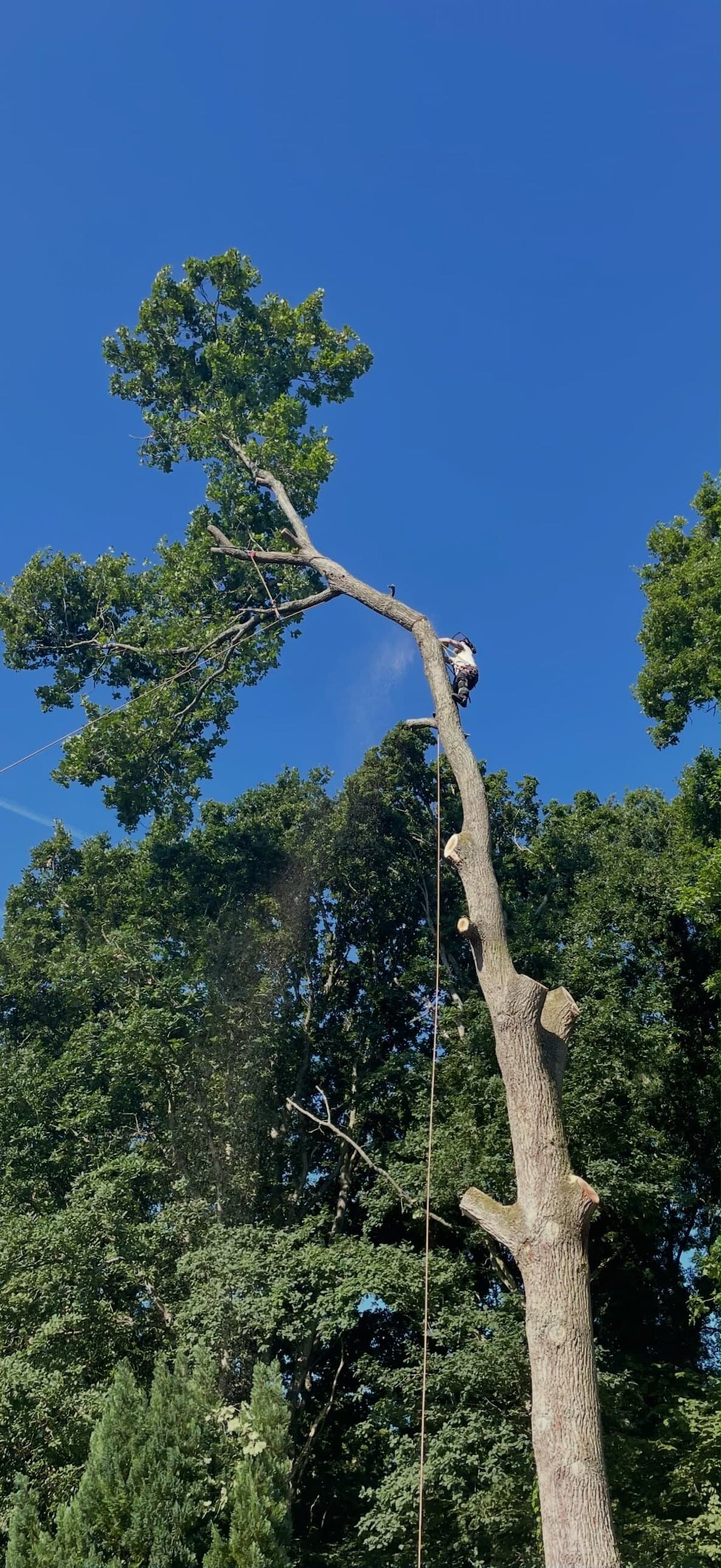 A climber high in a tall oak on a summer day, taking it down in sections