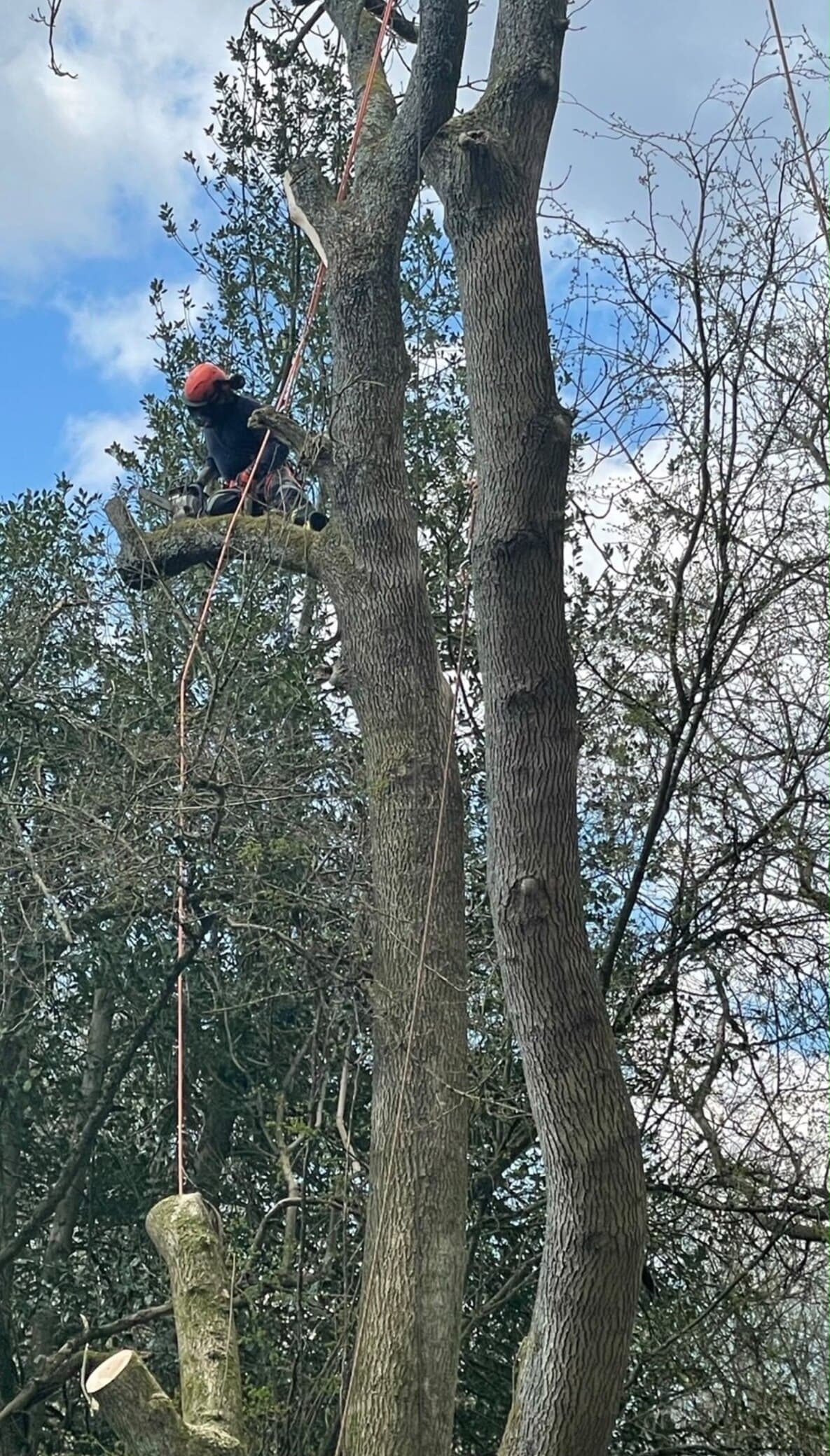 A climber in a red helmet working on a twin-stemmed tree, with cut sections lowered on a rope