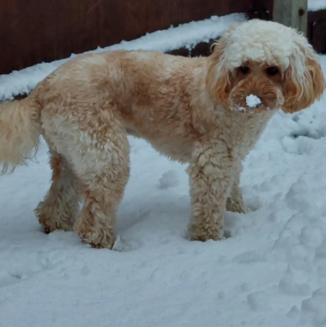 A cockapoo standing in the snow with snow on its nose
