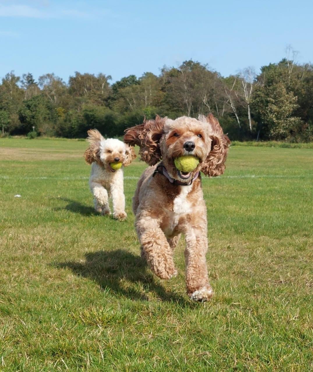 Two dogs racing across a field, each with a tennis ball